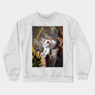 Little curious cat Crewneck Sweatshirt